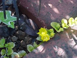 リシマキアの黄色い花
