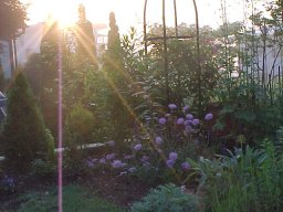 朝日の当たる庭