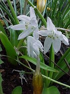 シラー・シベリカの白花