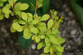 メギ　黄緑色の葉の品種